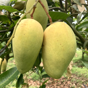 বারোমাসি কাটিমন আম - ১২ কেজি