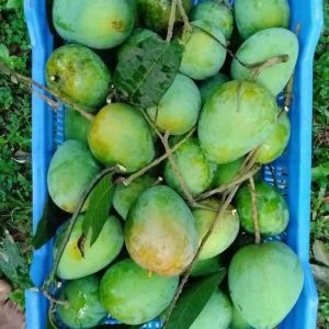 Mango 3 Kg
