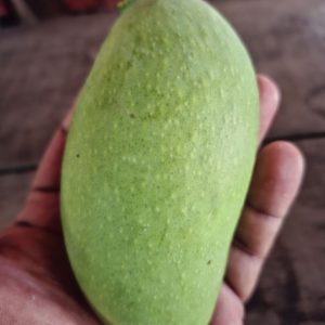 কাঁচা মিষ্টি আম - ৩ কেজি