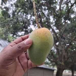 সুমিষ্ট গোপালভাগ আম - ৬ কেজি