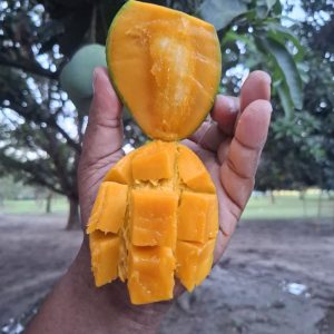 প্রিমিয়াম হিমসাগর আম - ১২ কেজি