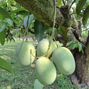 প্রিমিয়াম ল্যাংড়া আম - ১২ কেজি