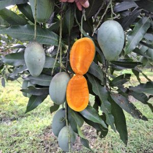 প্রিমিয়াম আম্রপালি আম - ১২ কেজি (হোম ডেলিভেরি চার্জ ফ্রি)