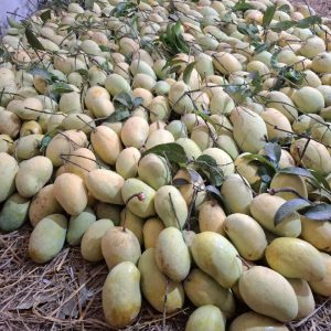 রসালো ফজলি আম - ১০ কেজি (হোম ডেলিভেরি চার্জ ফ্রি)