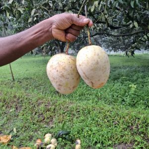 মিষ্টি গৌড়মতি আম - ১২ কেজি (হোম ডেলিভেরি চার্জ ফ্রি)