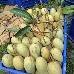 সুমিষ্ট কাটিমন আম - ১০ কেজি