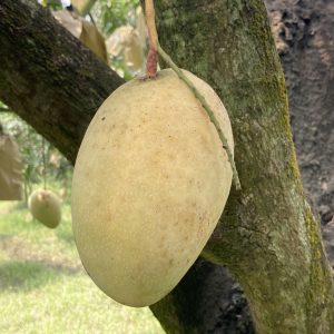 রসালো আশিনা আম - ১২ কেজি (হোম ডেলিভেরি ফ্রি)